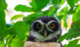 BIRD WATCHING BLISS IN COSTA RICA