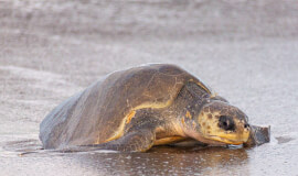 FIRST CLASS TURTLE WATCHING COROZALITO