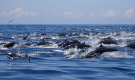 DOLPHIN WATCHING TOUR