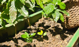 AUTHENTIC COFFEE TOUR COSTA RICA