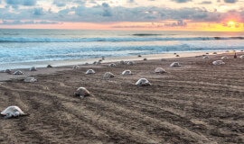 FIRST CLASS TURTLE WATCHING OSTIONAL