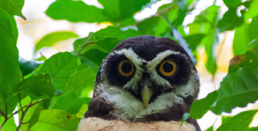 BIRD WATCHING BLISS IN COSTA RICA