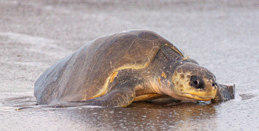 FIRST CLASS TURTLE WATCHING COROZALITO