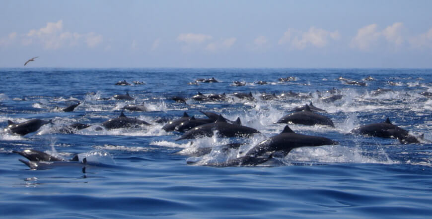 DOLPHIN WATCHING TOUR