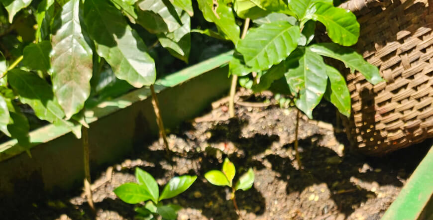 AUTHENTIC COFFEE TOUR COSTA RICA