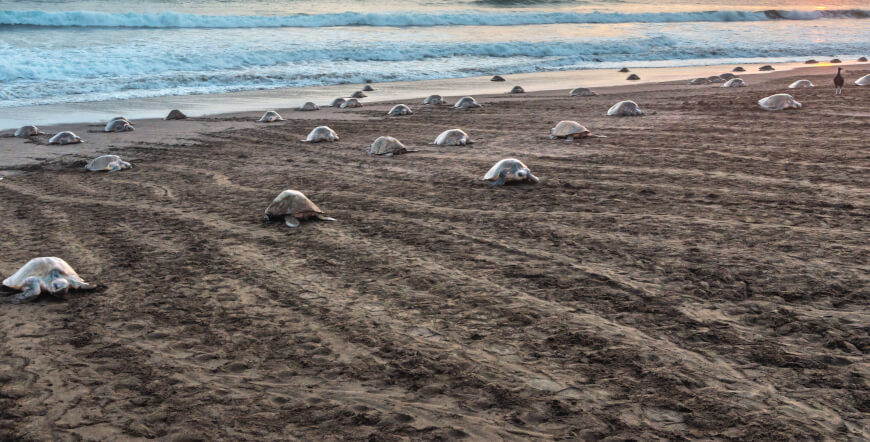 FIRST CLASS TURTLE WATCHING OSTIONAL